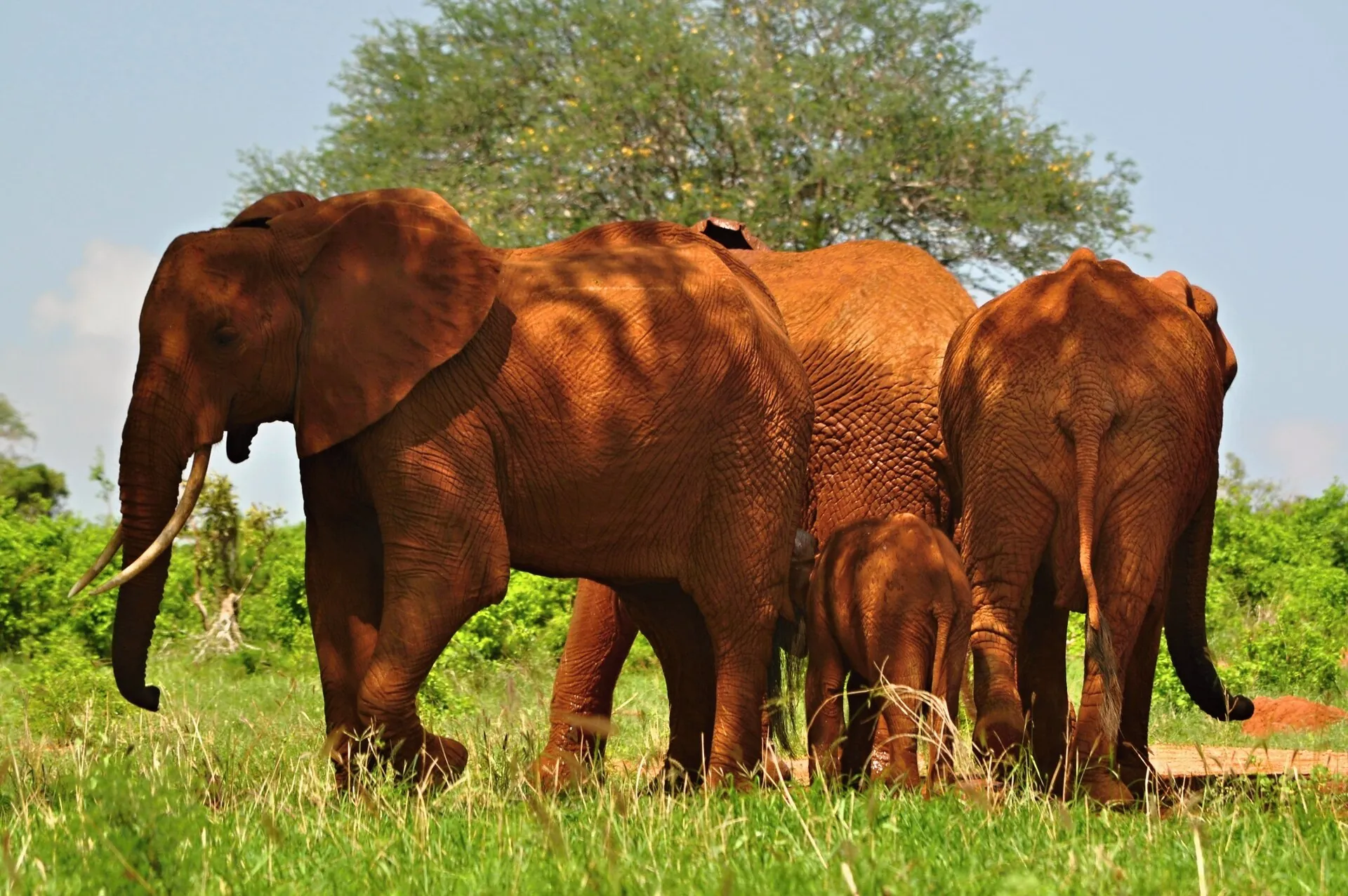 A family of red-dusted elephants in Tsavo East National Park