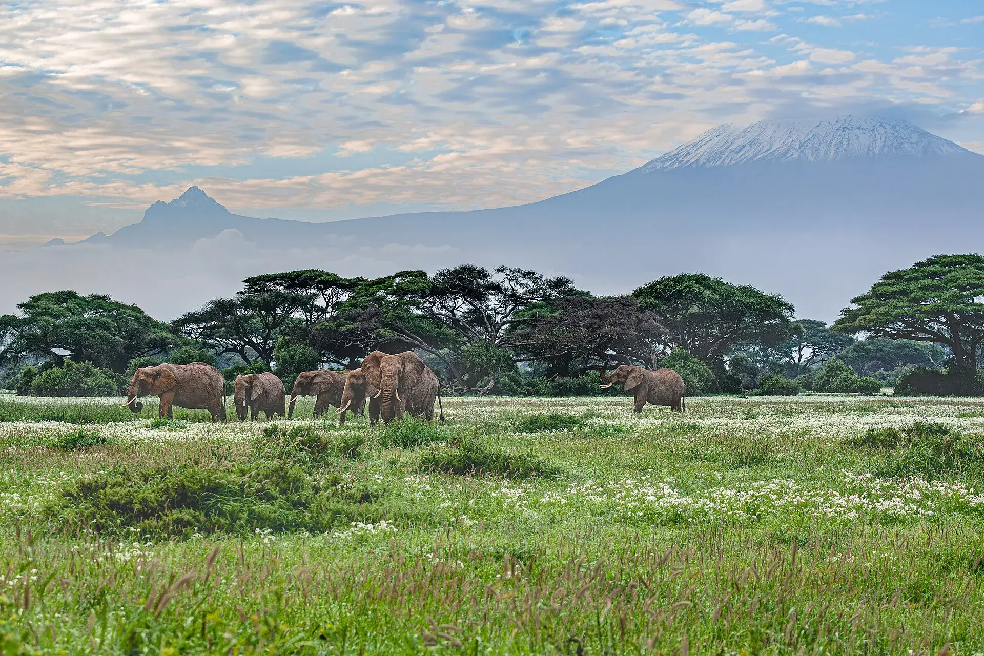 Elephants in Amboseli National Park beneath Mount Kilimanjaro