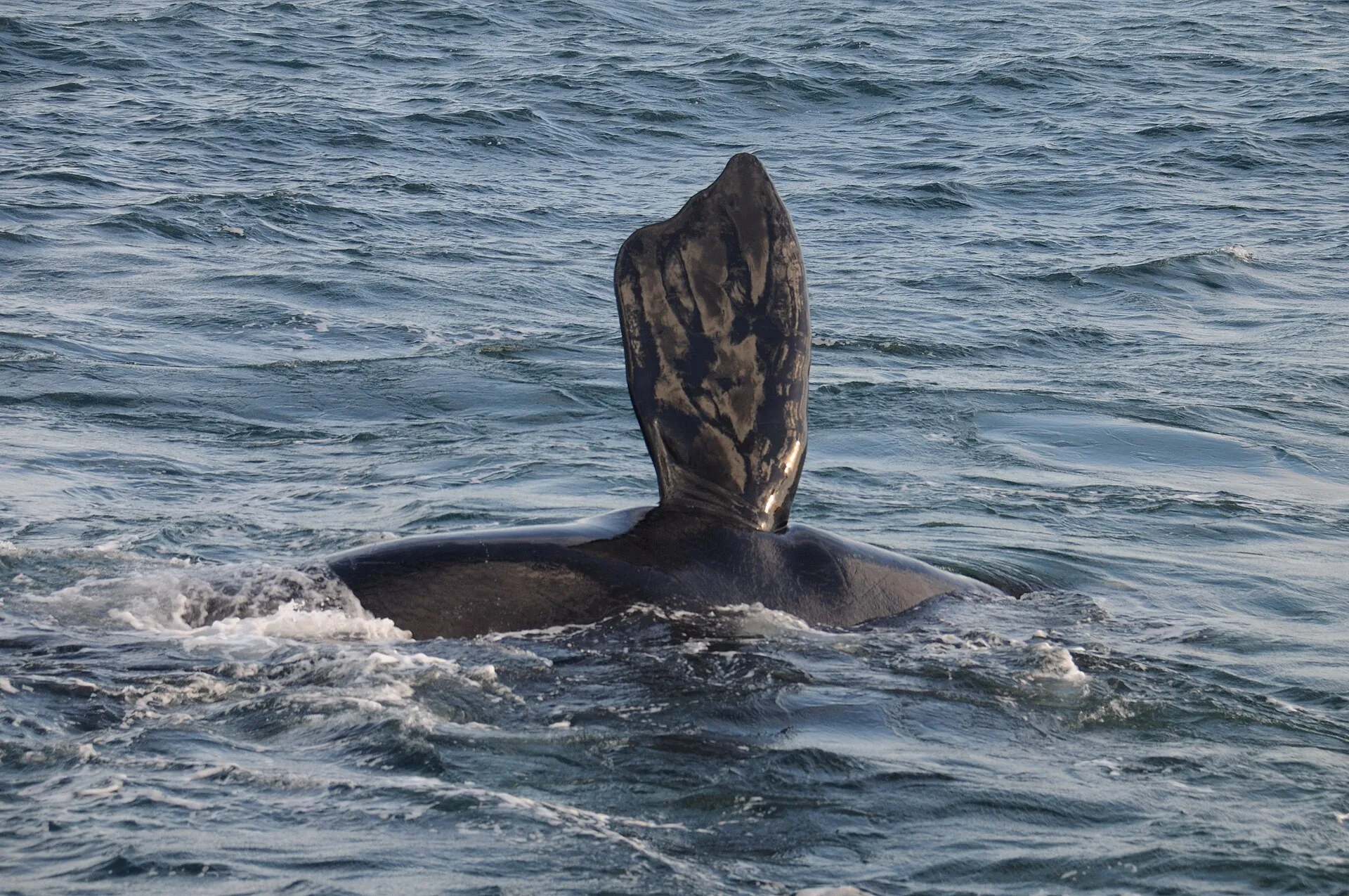 A southern right whale raising its tail fluke near Hermanus
