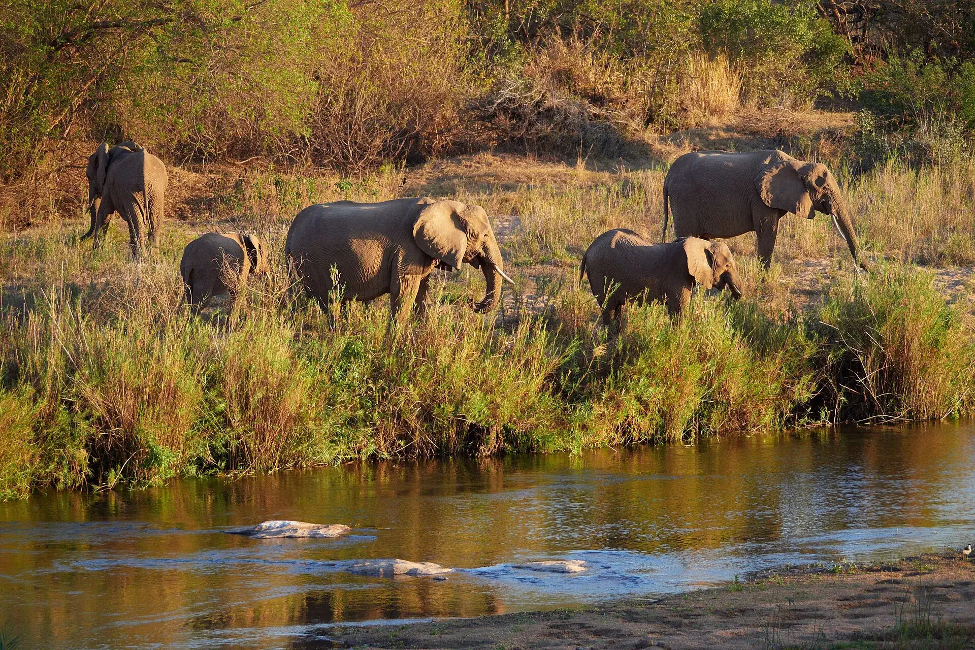 A herd of elephants with calves walking along a river bank in Kruger National Park