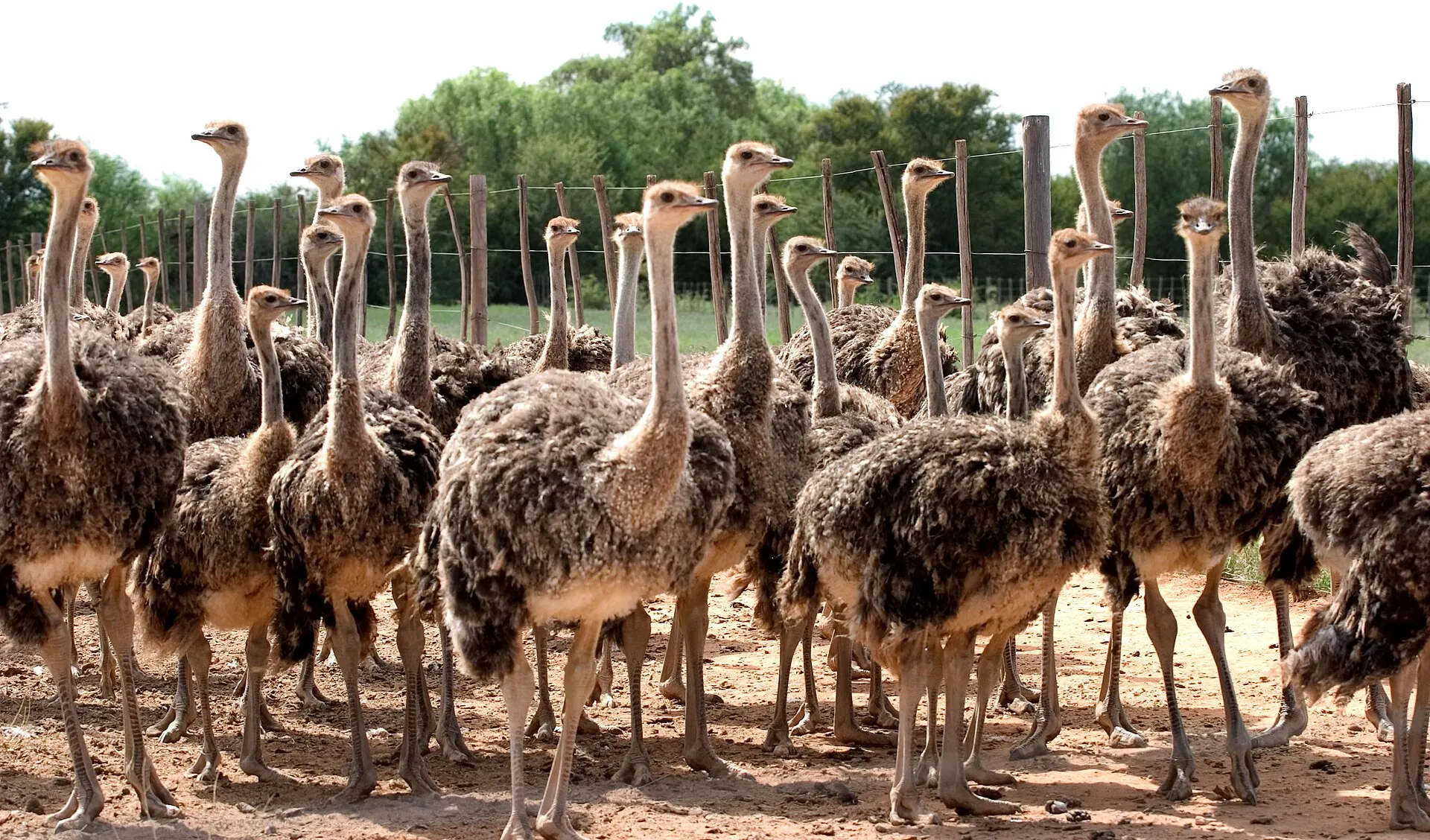 A flock of ostriches on a farm in Oudtshoorn