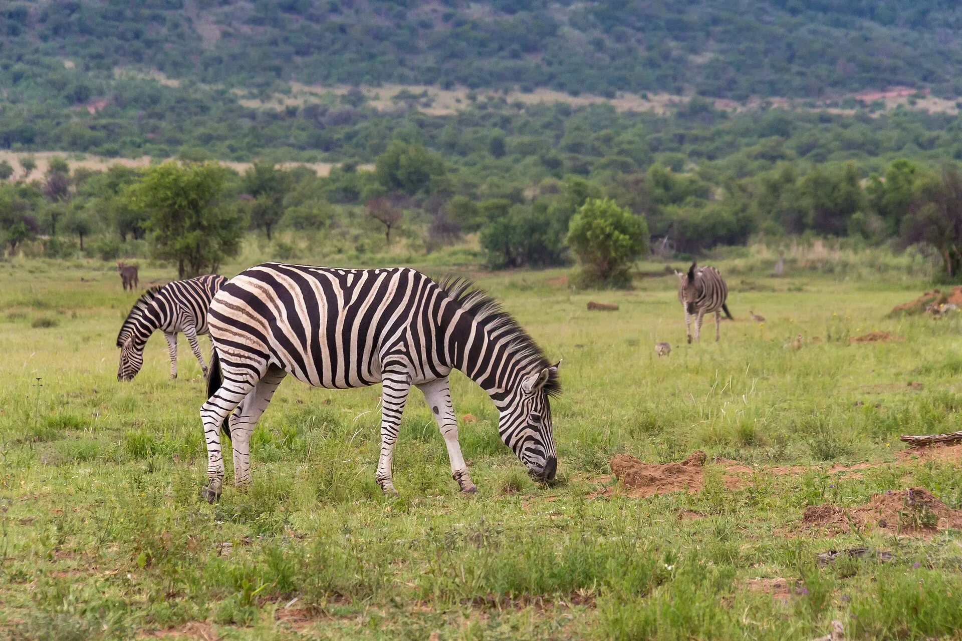 A zebra grazing in Pilanesberg National Park