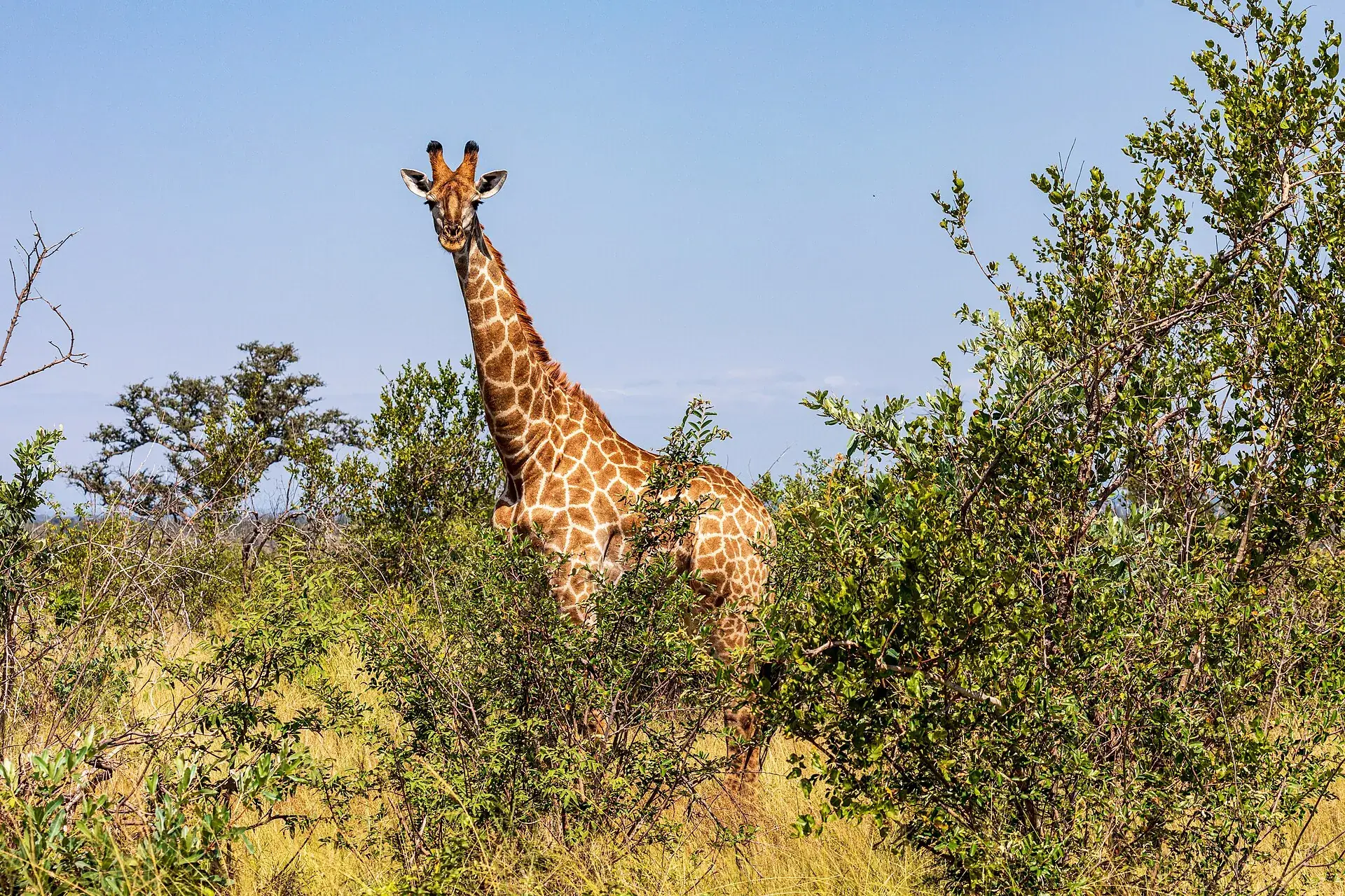 A giraffe among the bush in Kruger National Park