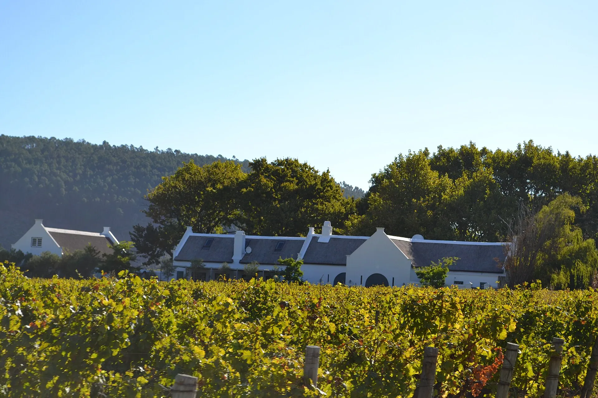 The Cape Dutch manor of La Provence wine estate behind its vineyards in Franschhoek