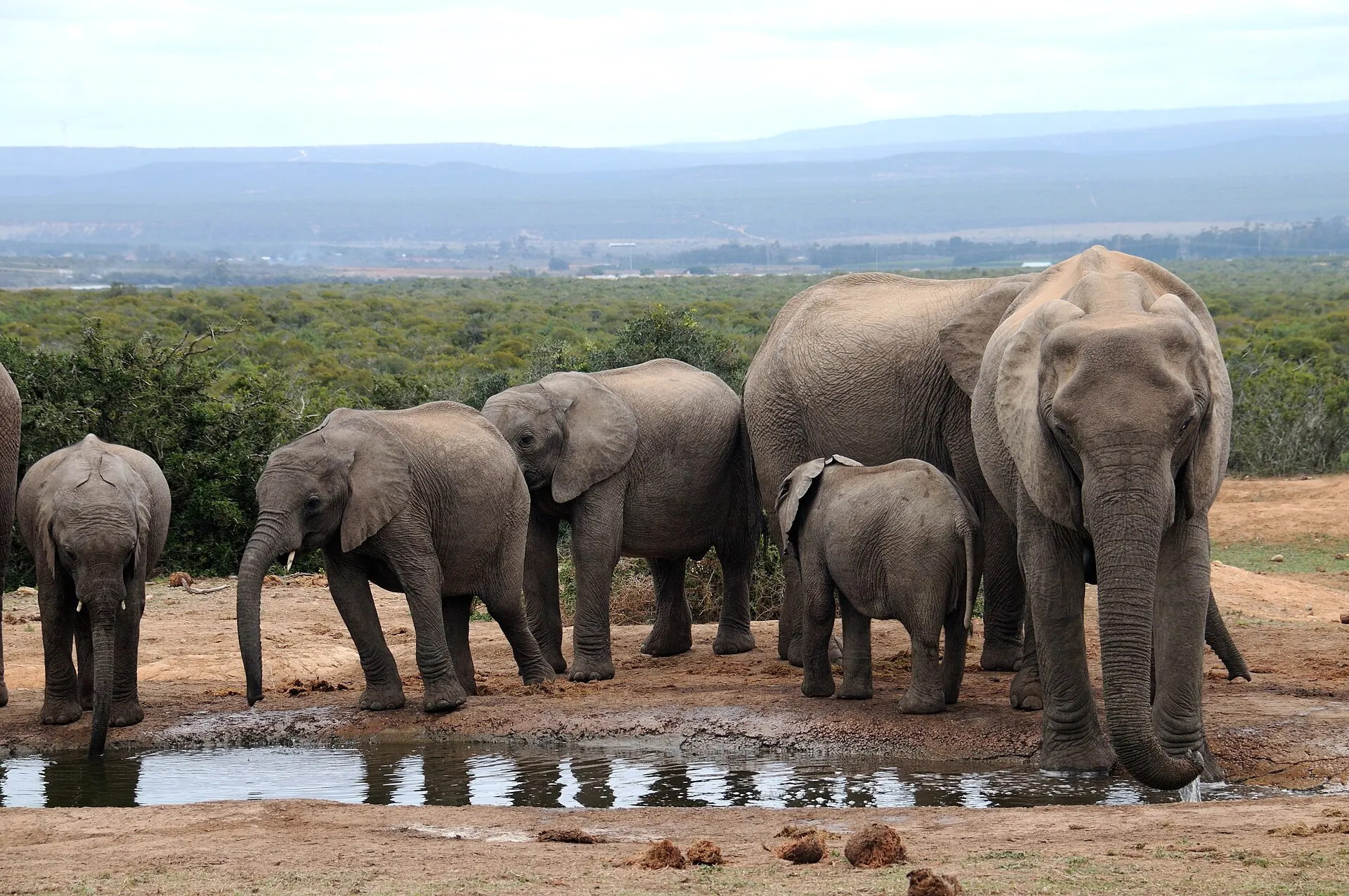 A family of elephants at a waterhole in Addo Elephant National Park