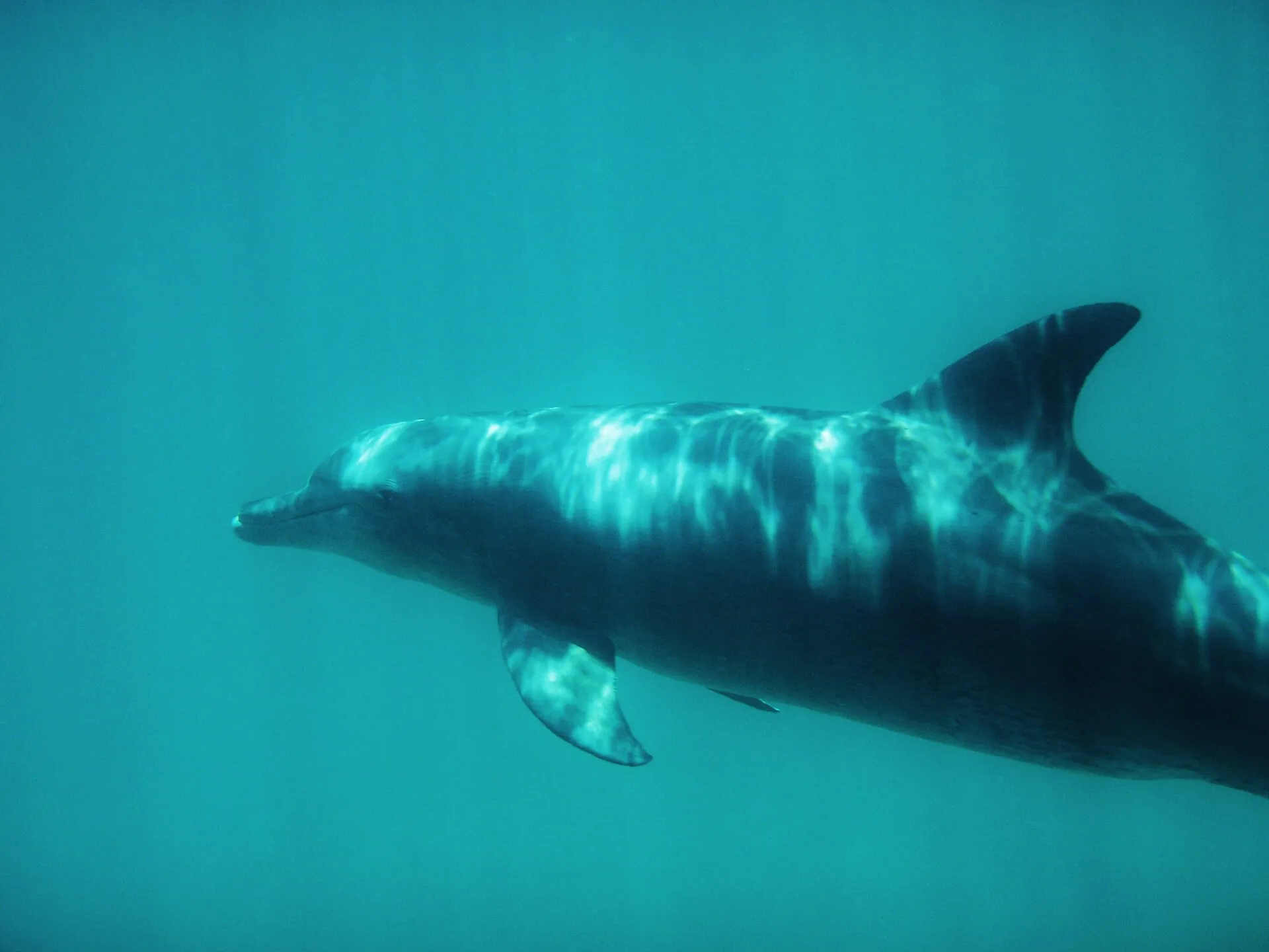 A dolphin underwater in Kisite-Mpunguti Marine National Park