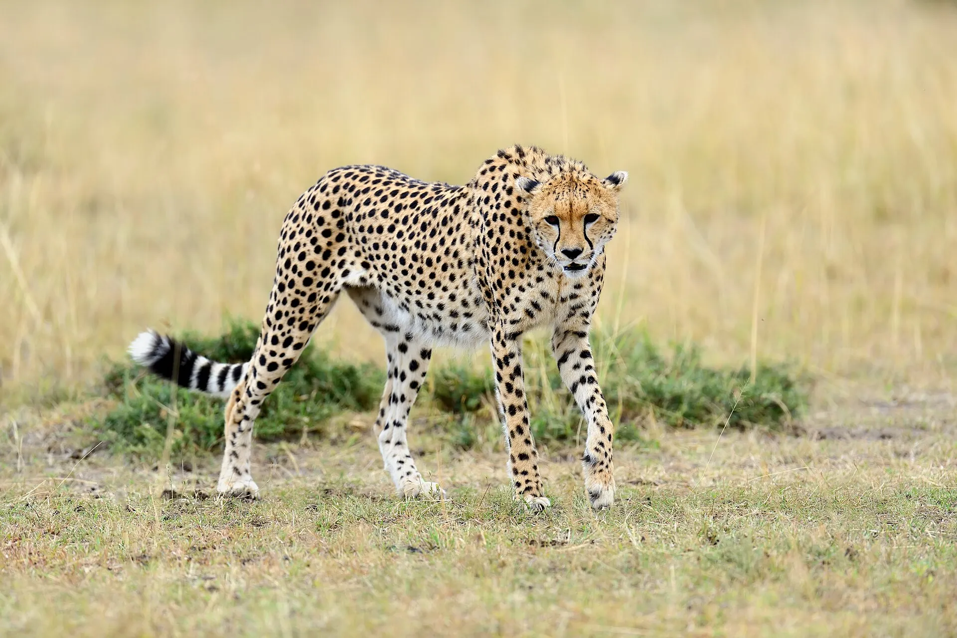 A cheetah in the Masai Mara