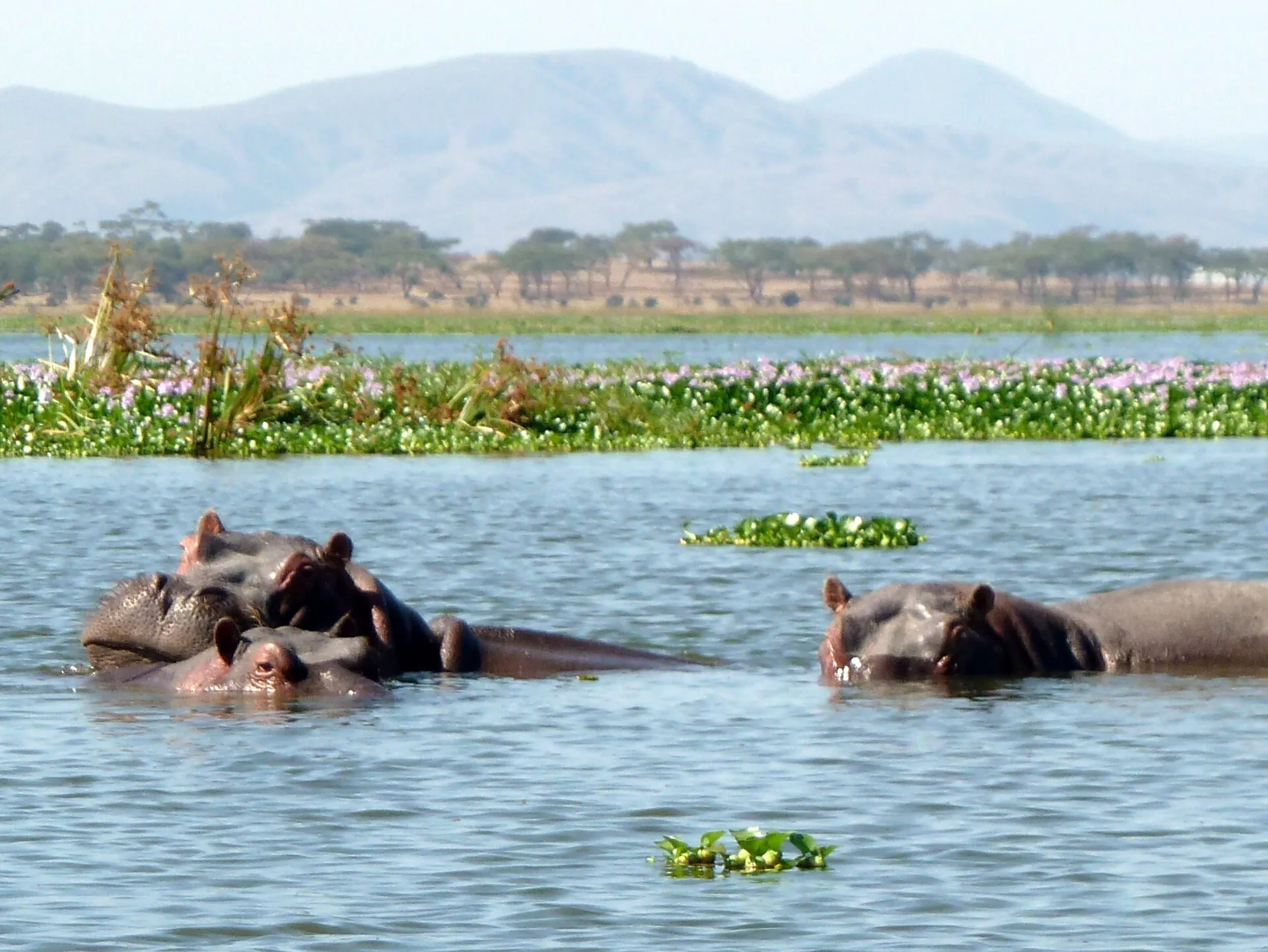 Hippos in Lake Naivasha