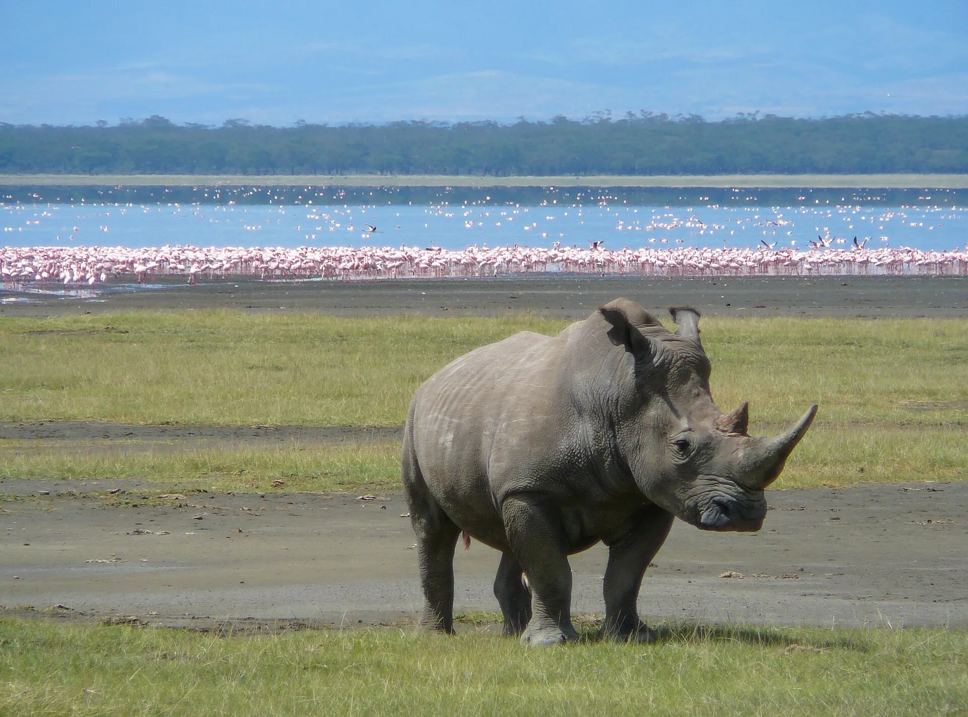 A white rhino in Lake Nakuru National Park with flamingos on the lake behind