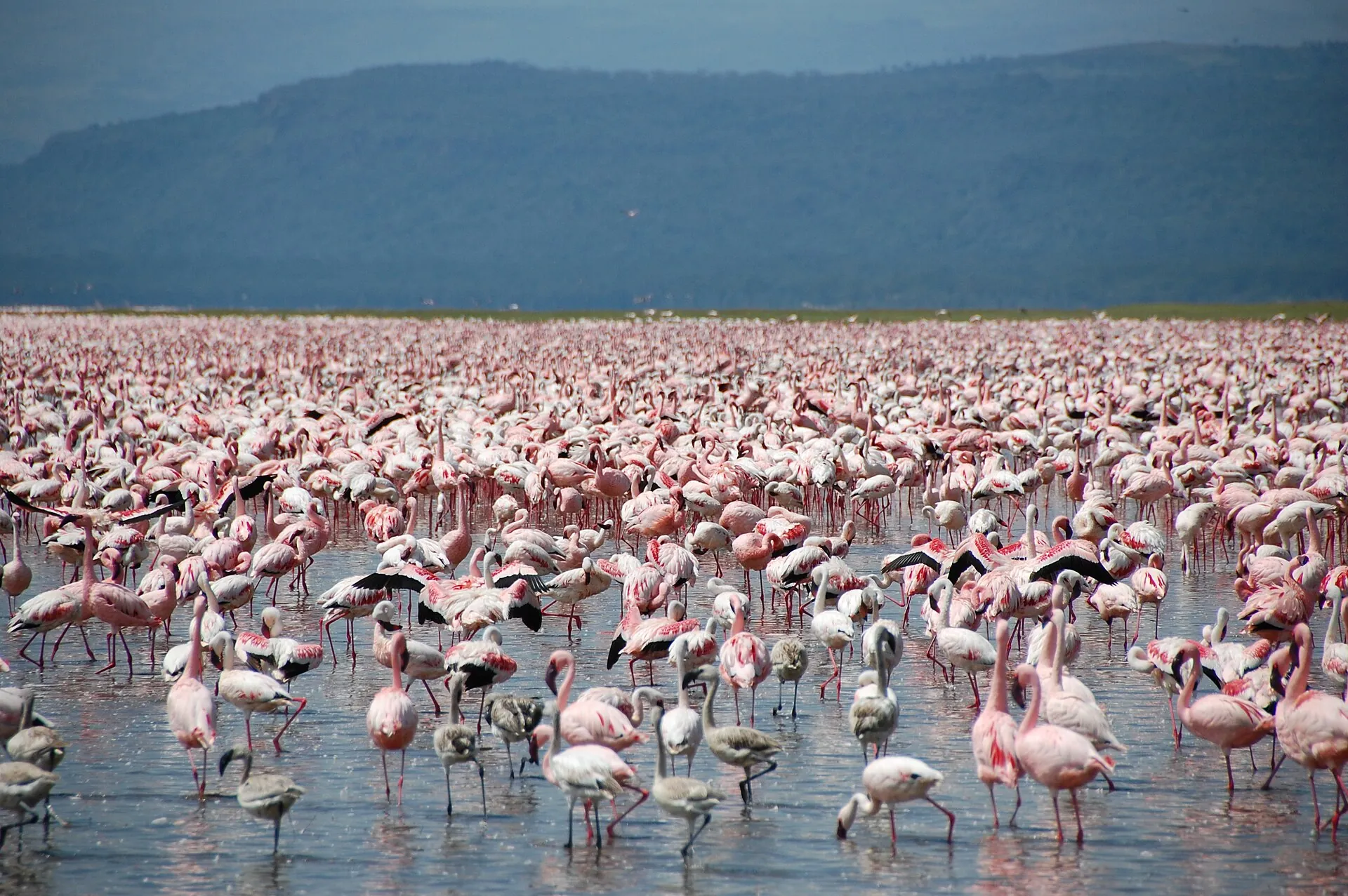 Thousands of lesser flamingos on Lake Nakuru