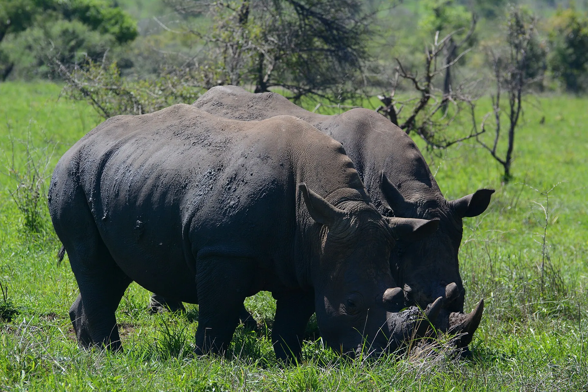 Two rhinos grazing in Kruger National Park