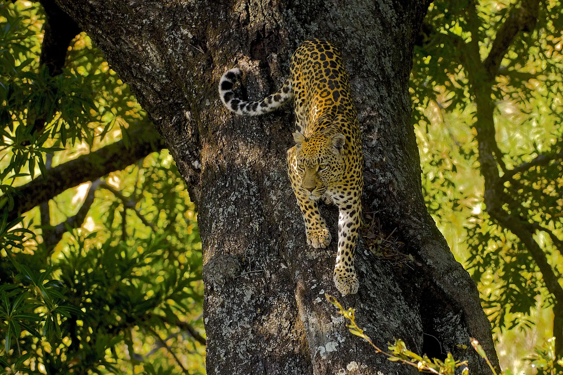 A leopard climbing down a tree in the Sabi Sand reserve