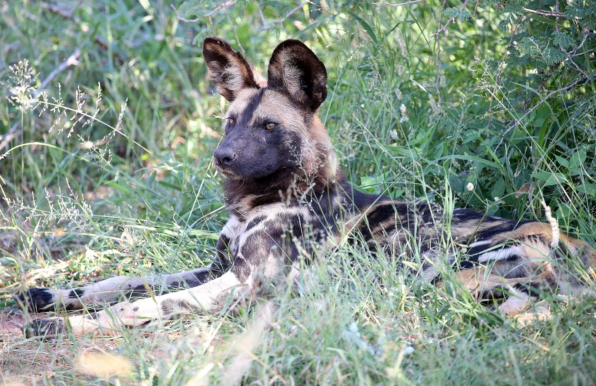 An African wild dog resting in the grass in Madikwe Game Reserve