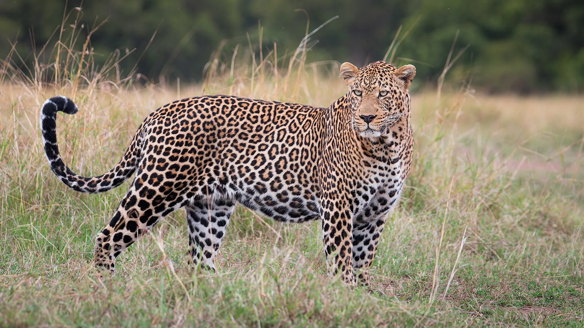 A male leopard in the Masai Mara