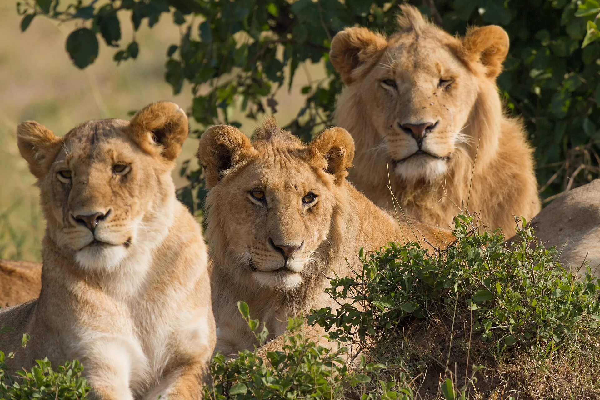 A pride of lions resting in the Masai Mara