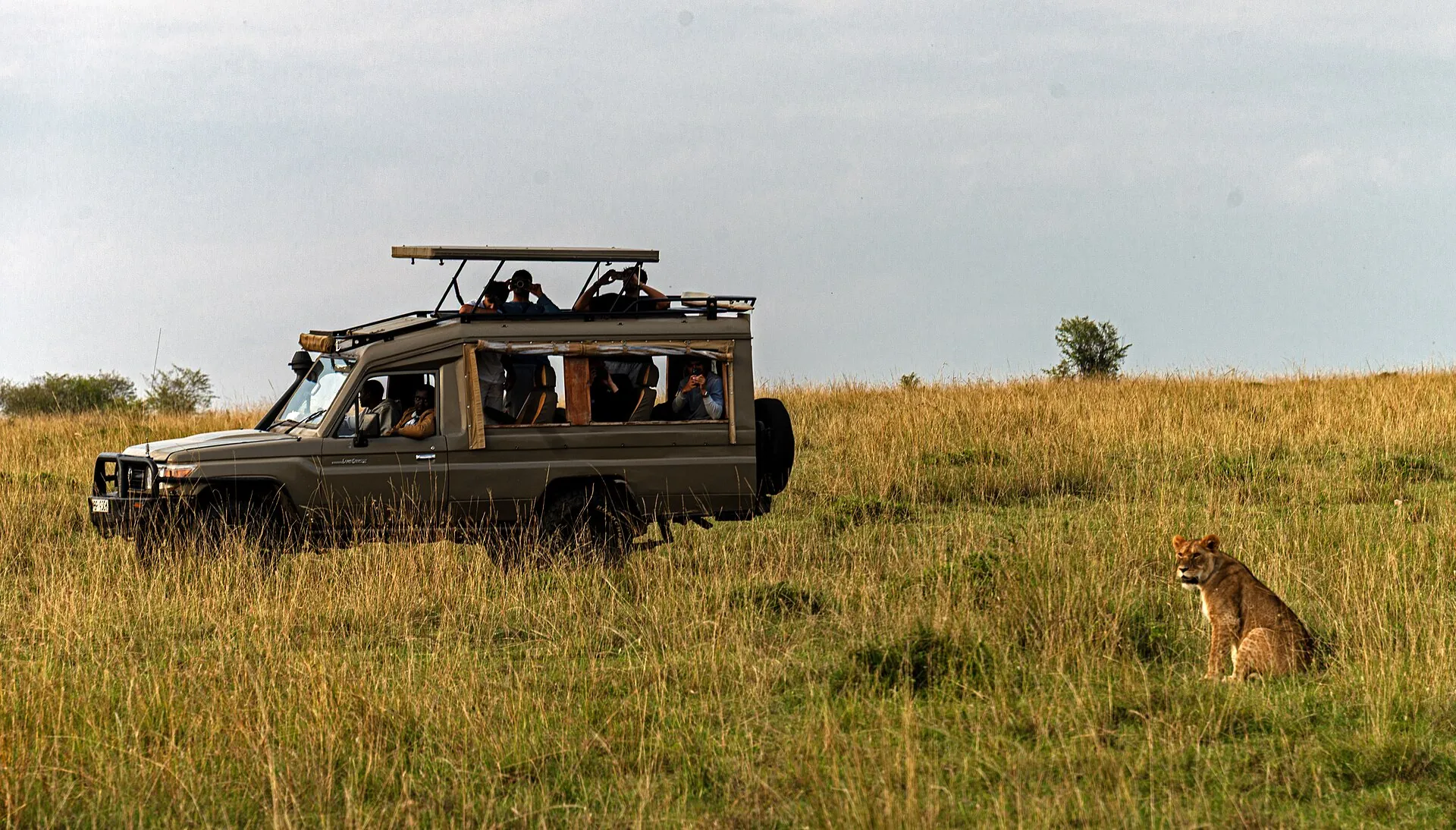 A lioness beside a safari vehicle in the Masai Mara