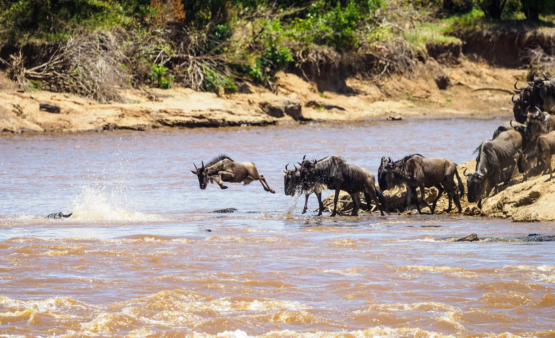 Wildebeest jumping into the Mara River during the Great Migration