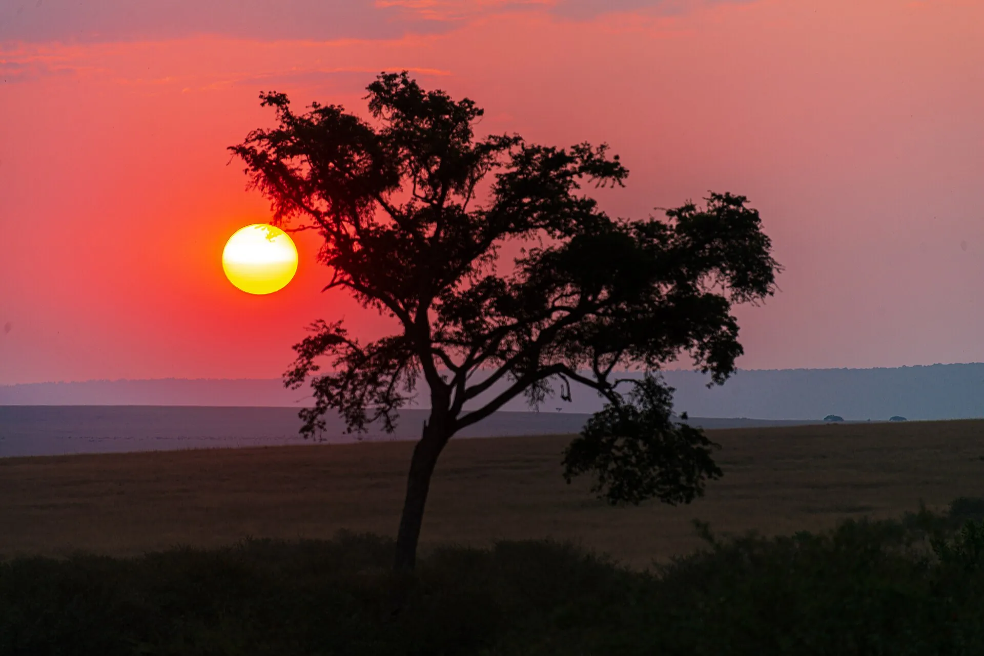 An acacia tree silhouetted against the sunset in the Masai Mara