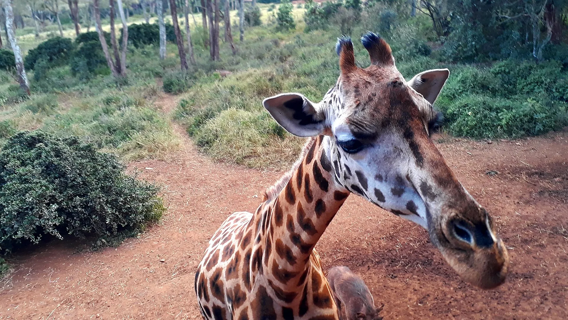 A Rothschild giraffe at the Giraffe Centre in Nairobi
