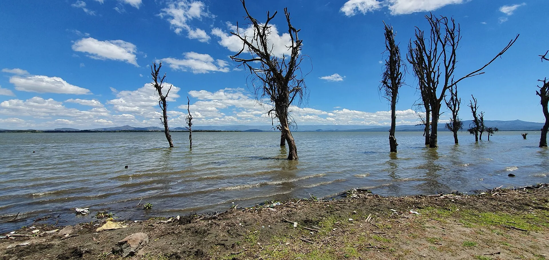 Dead acacia trees standing in the waters of Lake Naivasha