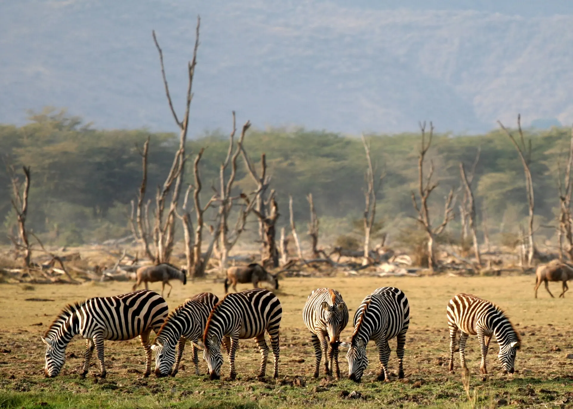 Zebras and other wildlife among dead trees at Lake Manyara National Park