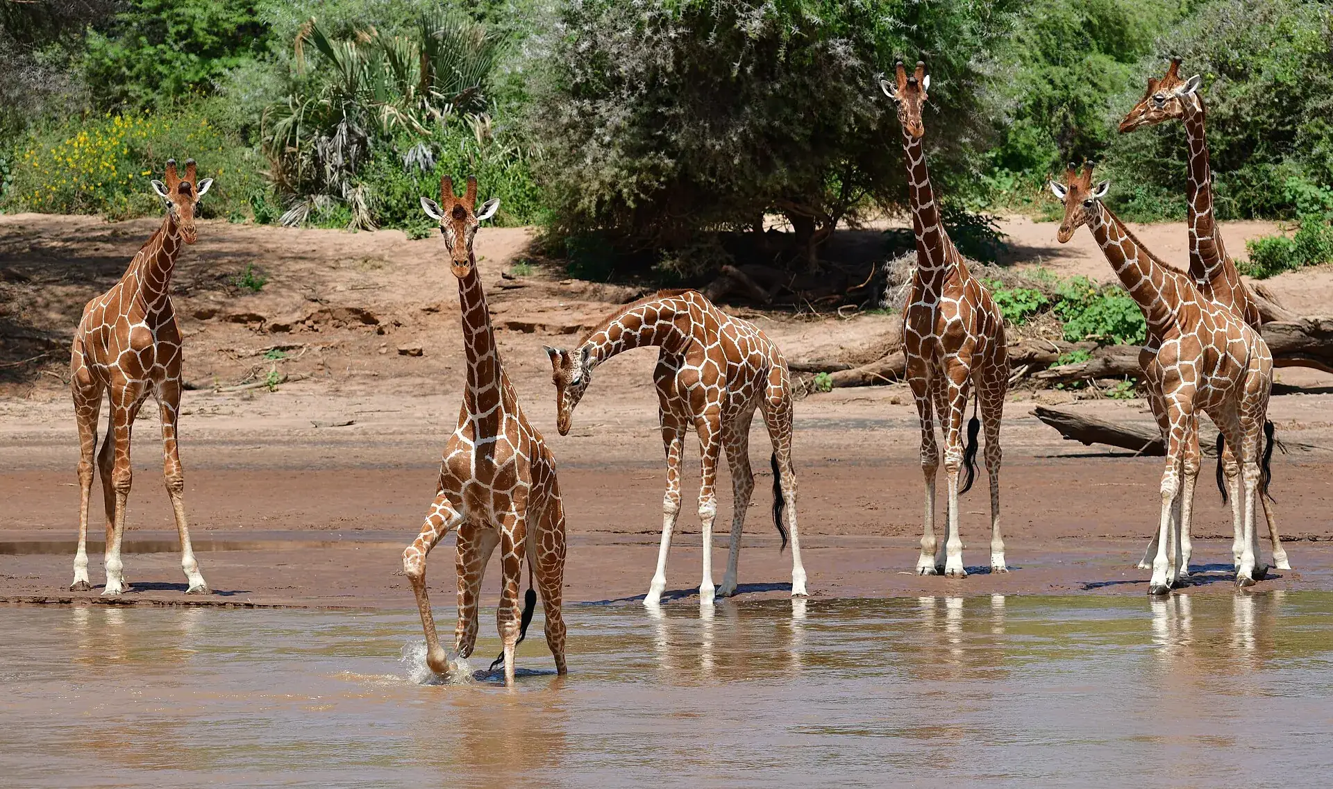 Reticulated giraffes at the river in Samburu National Reserve