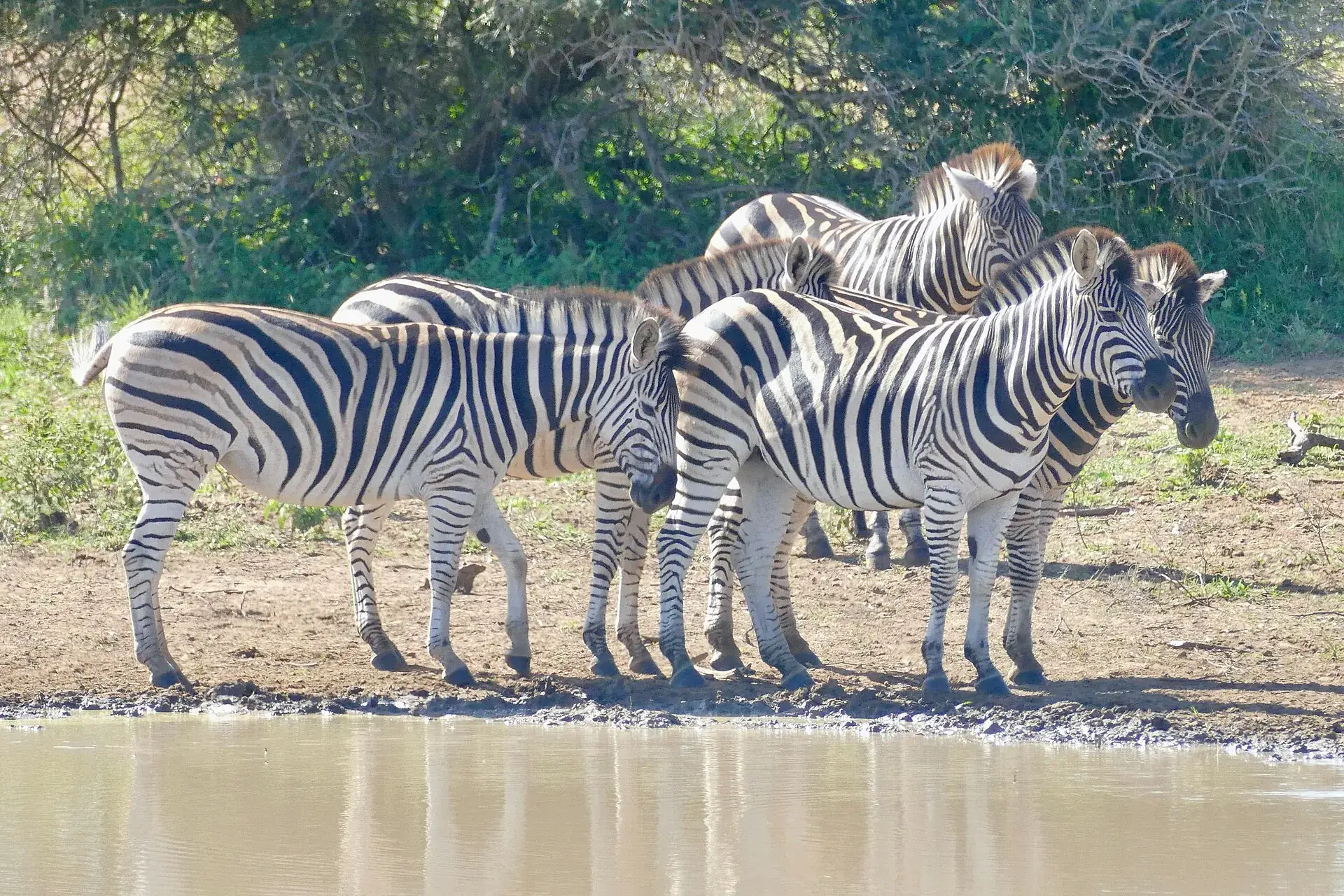 Plains zebras gathered at a waterhole