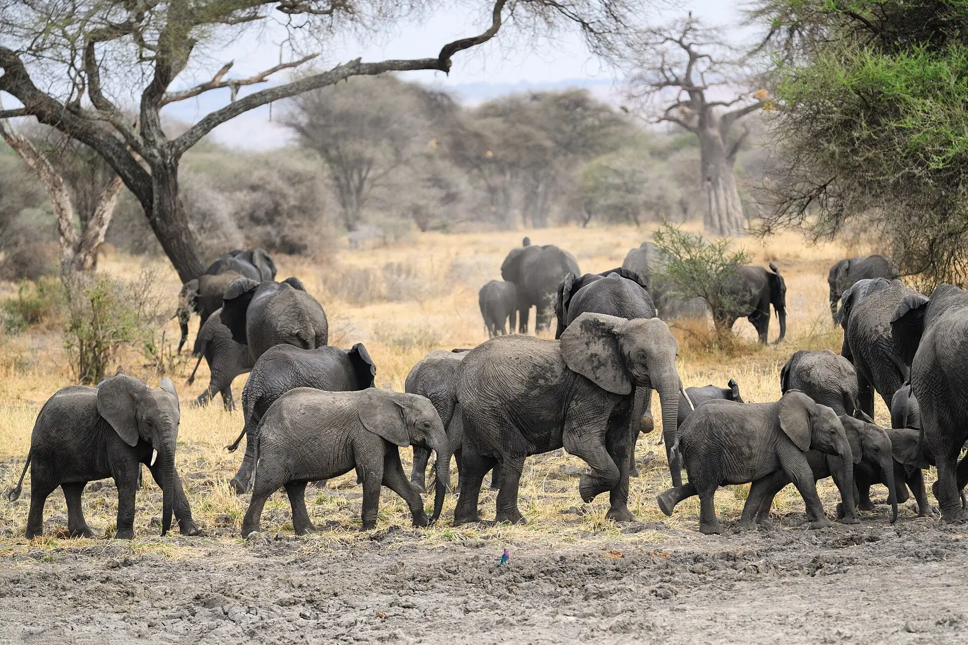A herd of elephants walking past baobab trees in Tarangire National Park