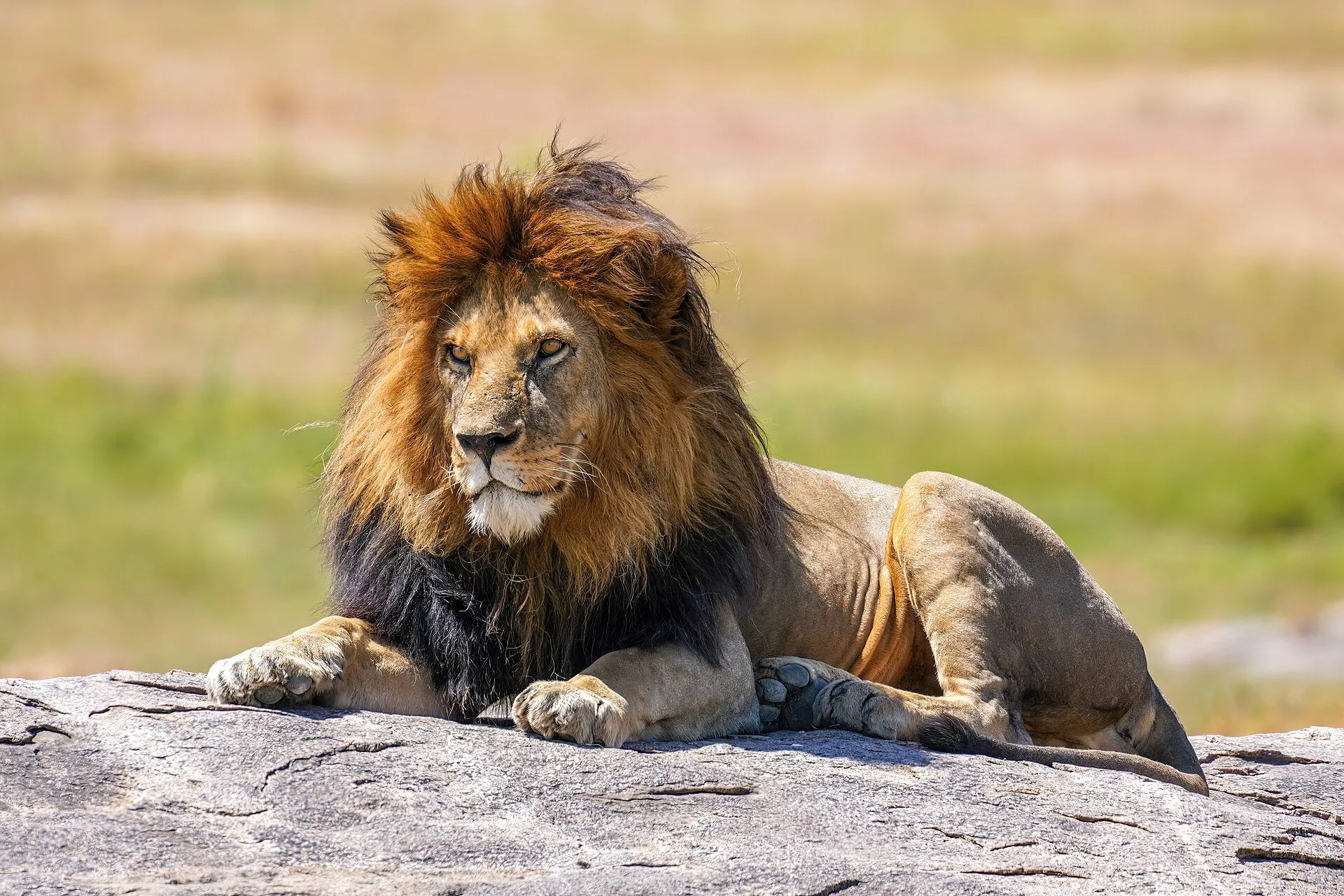 A male lion resting on a rock in the Serengeti